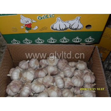 Good Qualty Chinese Fresh Normal White Garlic